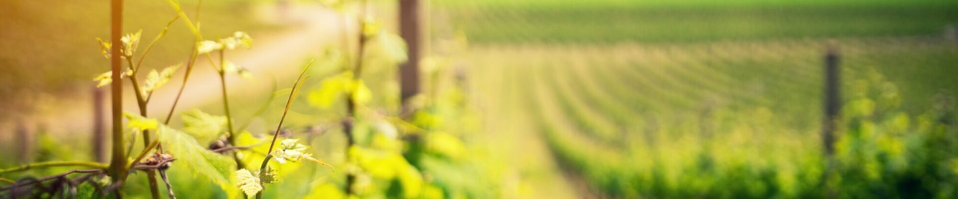 Der richtige Wein 
für jeden Geschmack!